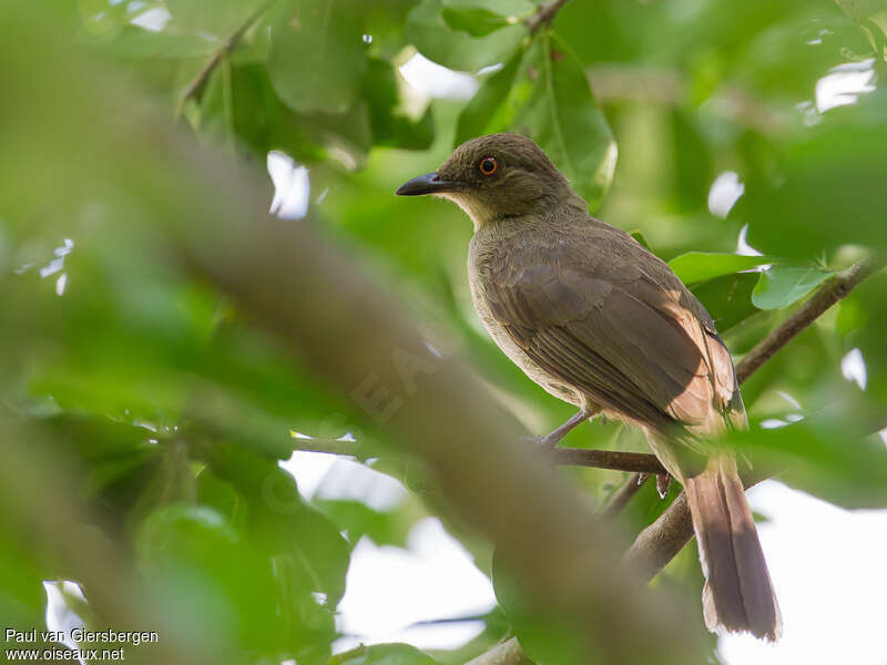 Asian Red-eyed Bulbuladult, identification