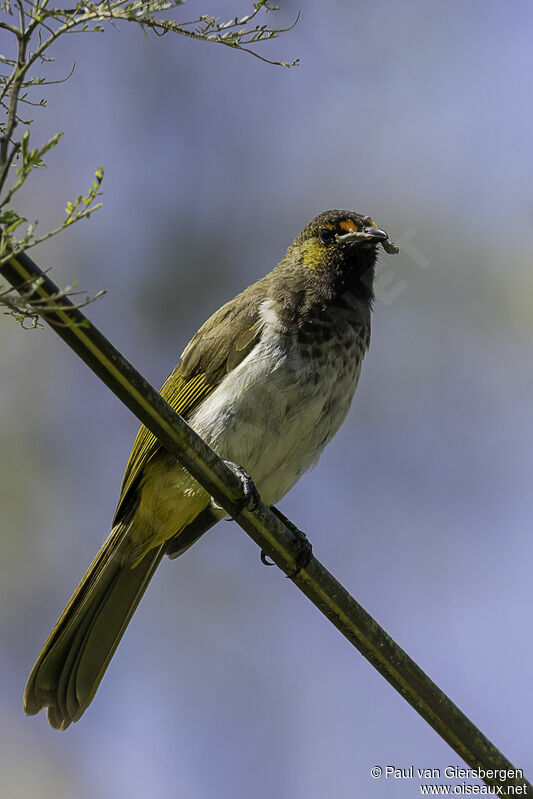 Bulbul bimaculéadulte