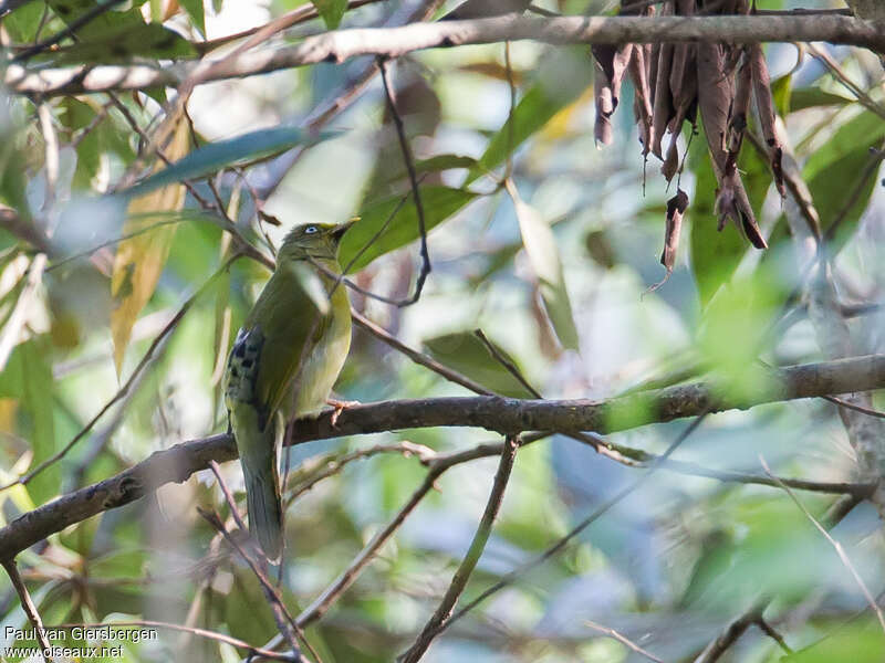 Grey-headed Bulbuladult, identification