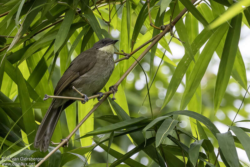 Pale-throated Greenbul