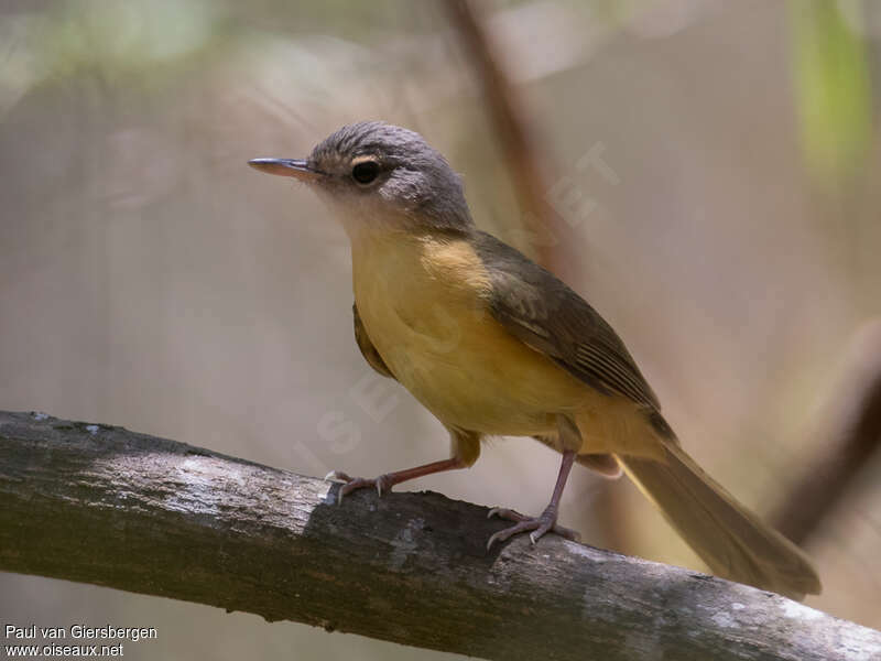 Bulbul d'Appertadulte, identification