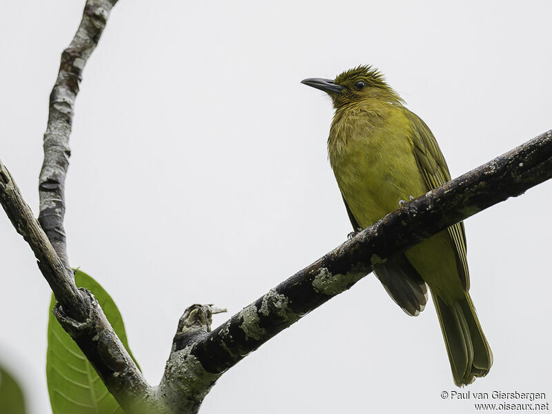 Bulbul d'Everettadulte