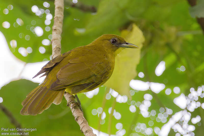 Bulbul d'Halmahera