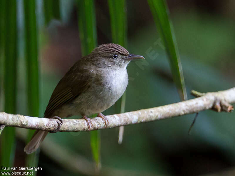 Bulbul d'Oberholser, portrait, pigmentation