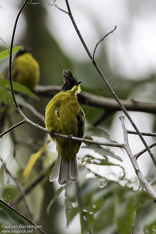 Bulbul de Bornéoadulte