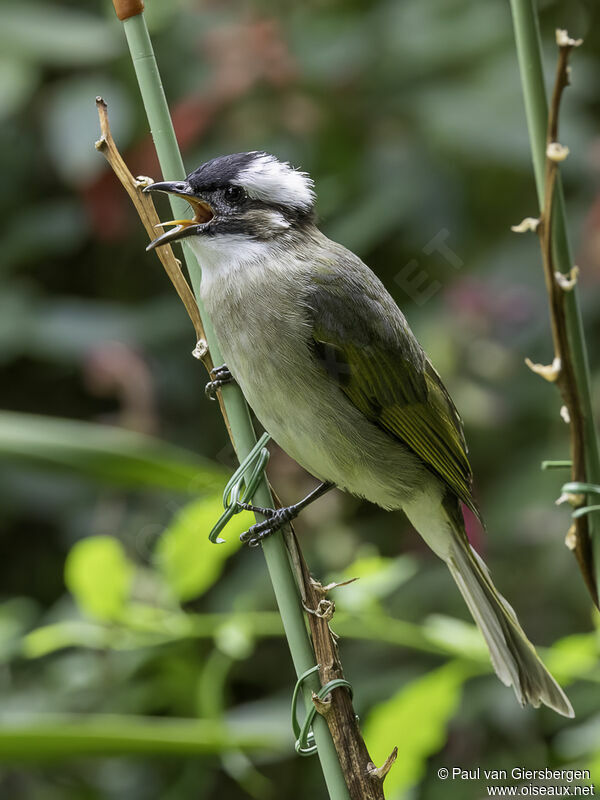 Light-vented Bulbuladult