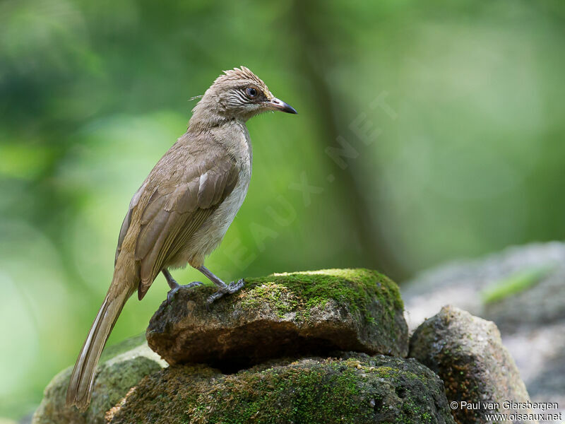 Bulbul de Conradadulte