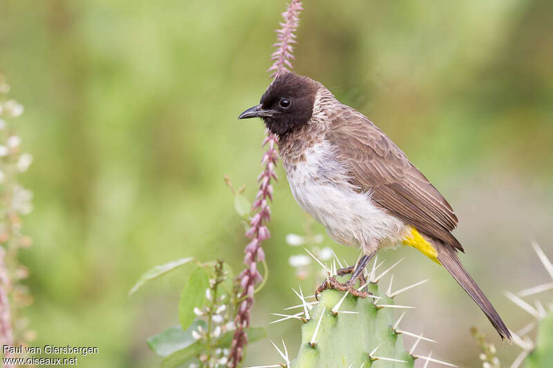 Bulbul de Dodsonadulte, identification