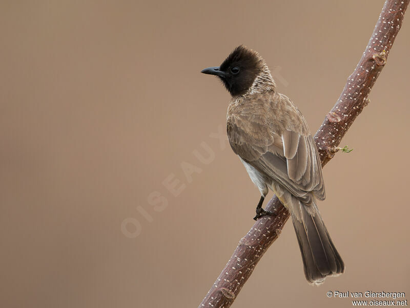 Bulbul de Dodsonadulte