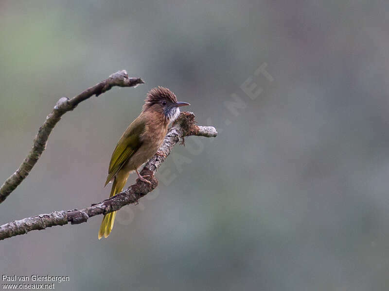 Bulbul de McClellandadulte, habitat, pigmentation, Comportement