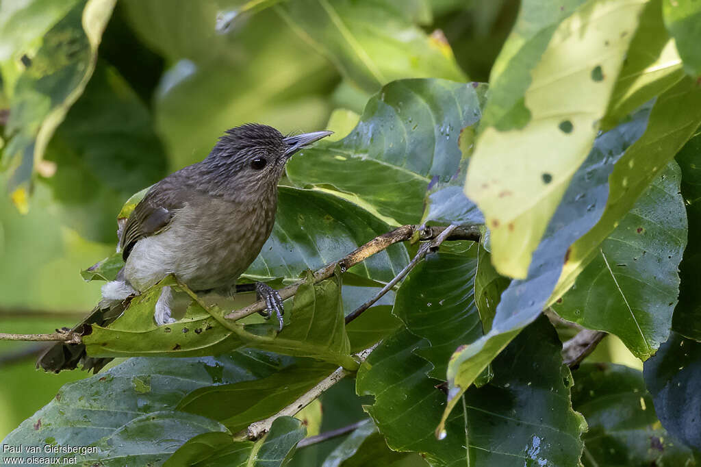 Bulbul de Mindoroadulte