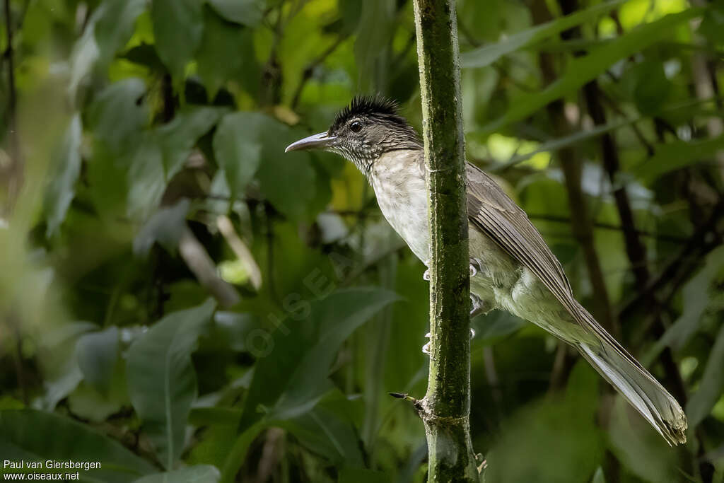 Bulbul de Siquijoradulte