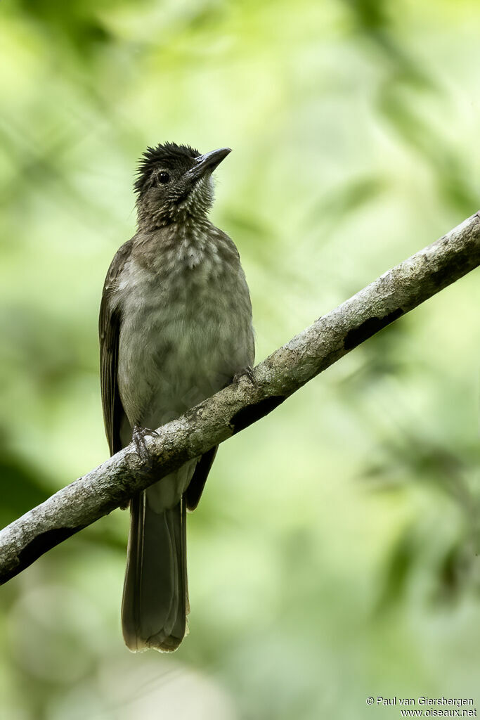 Bulbul de Siquijoradulte