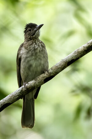 Bulbul de Siquijor