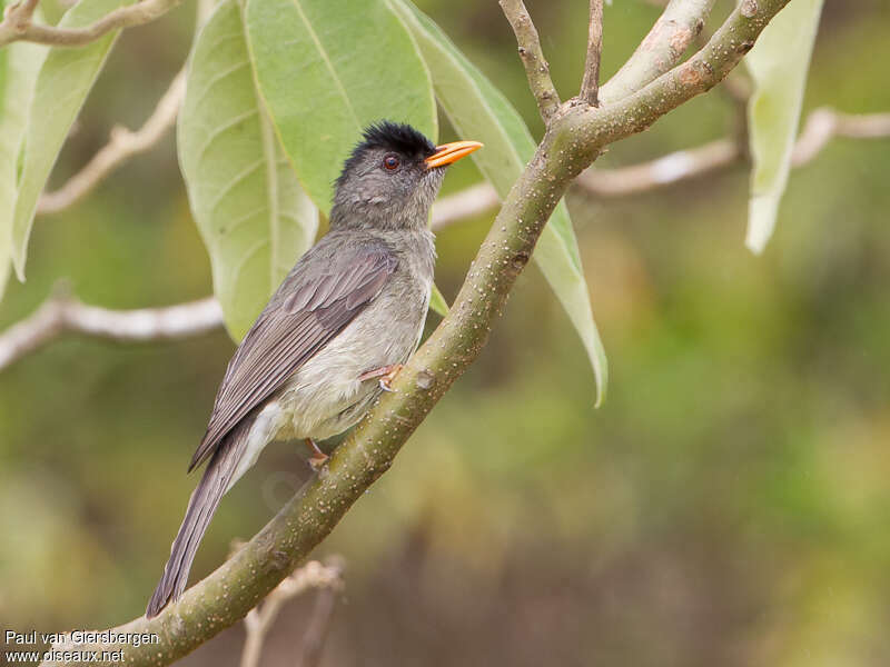 Grand Comoro Bulbuladult, identification