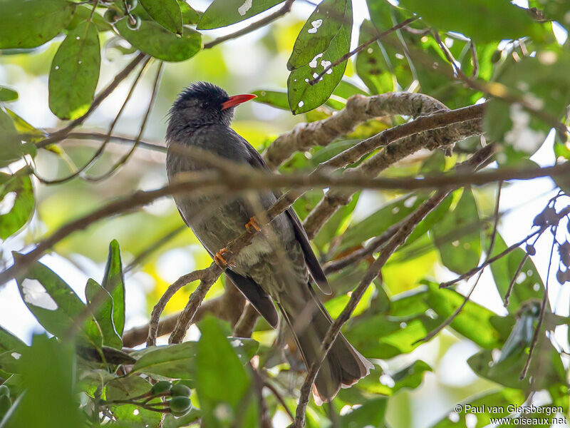 Square-tailed Bulbuladult