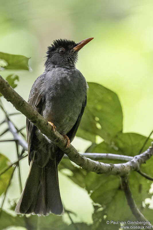 Square-tailed Bulbuladult