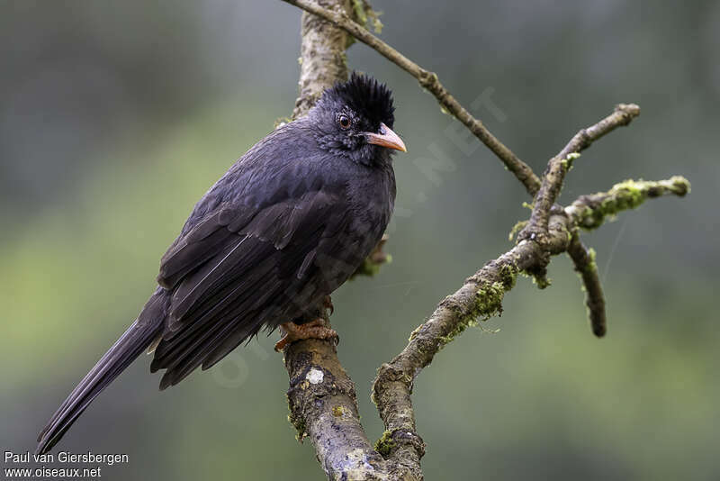 Bulbul des Ghatsadulte, identification