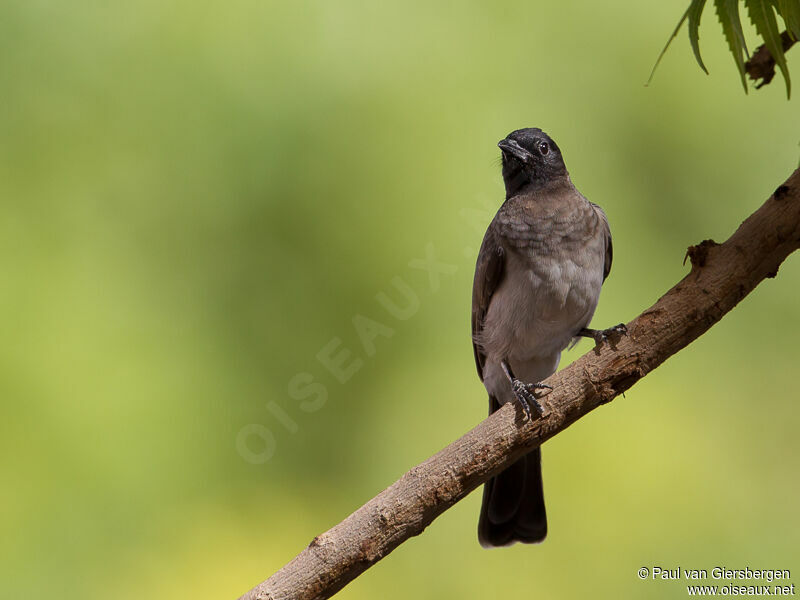 Bulbul des jardins