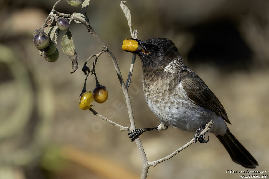 Bulbul des jardinsadulte