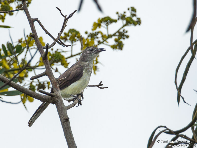 Swamp Palm Bulbul