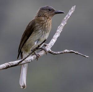 Bulbul des Visayas
