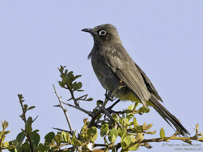 Bulbul du Capadulte