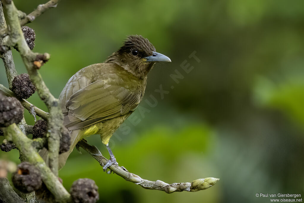 Bulbul du Catarmanadulte