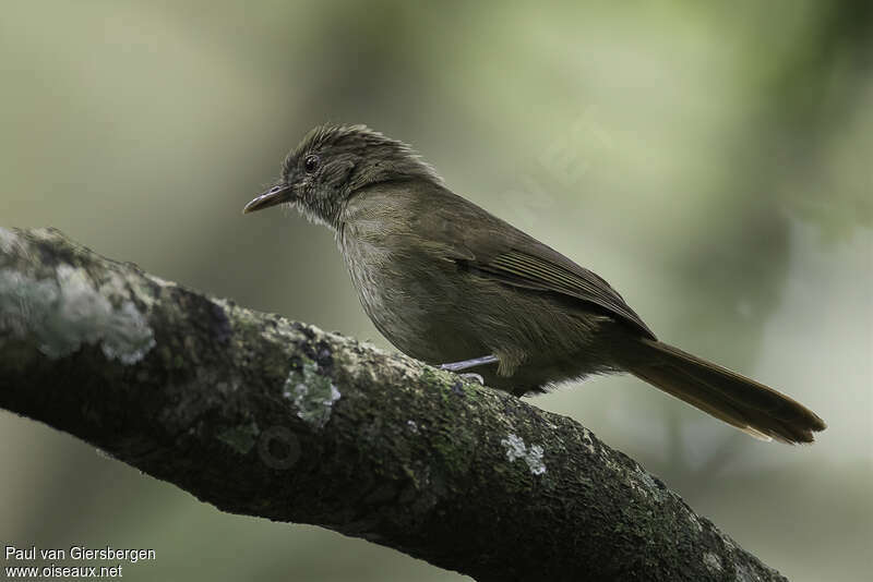 Bulbul du Toroimmature, identification