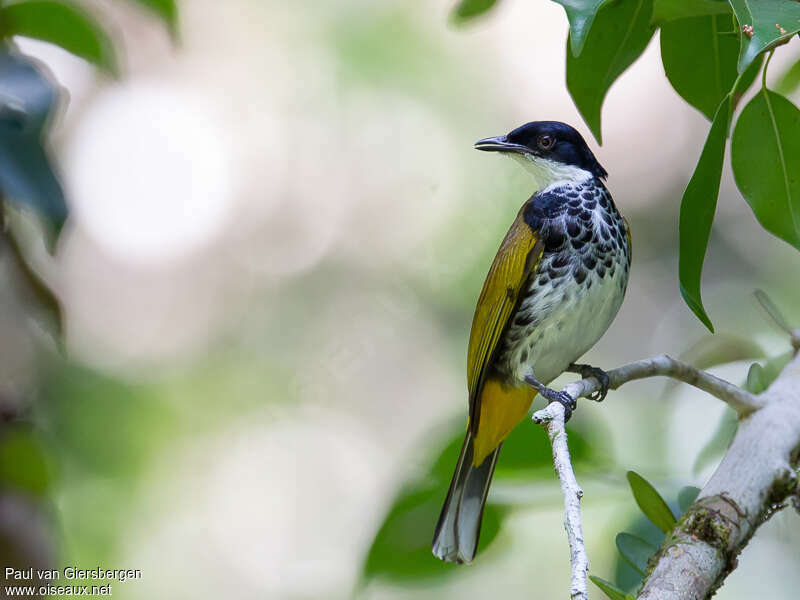 Bulbul écailléadulte, identification