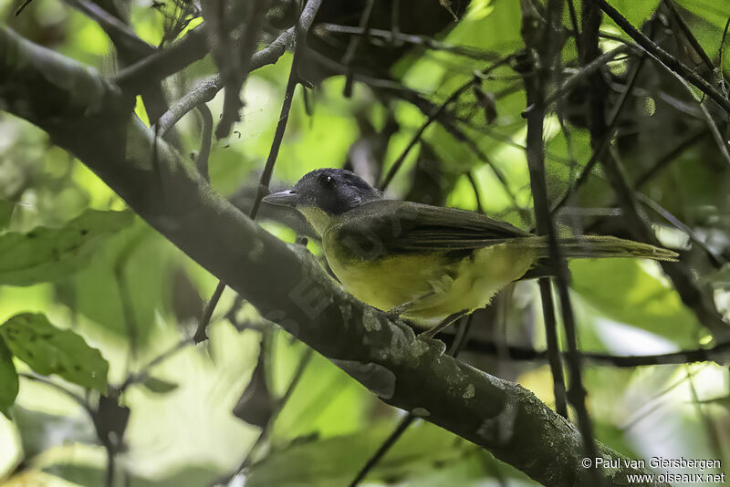 Grey-headed Bristlebilladult