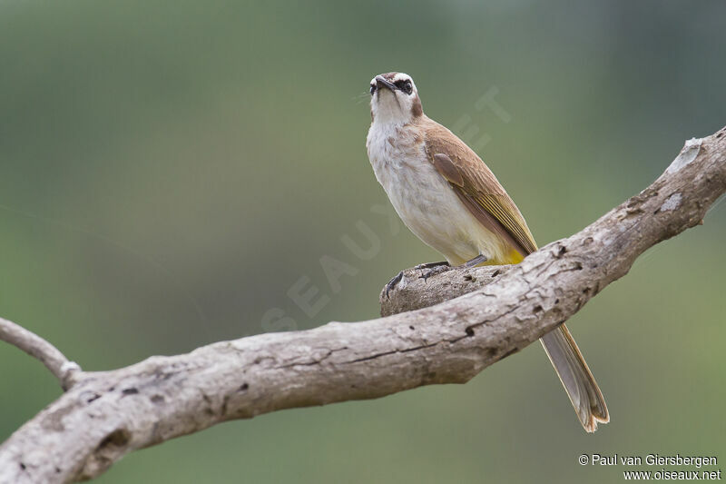 Yellow-vented Bulbul