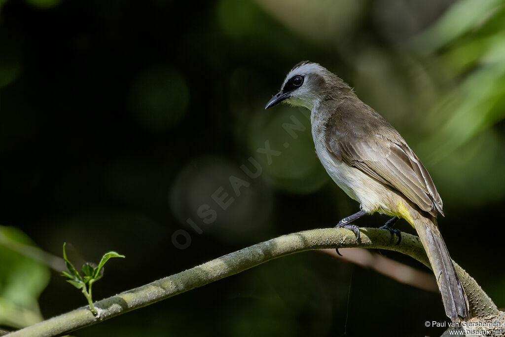 Bulbul goiavier