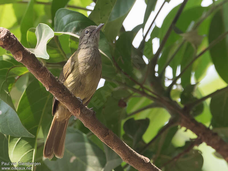 Bulbul gracileadulte, habitat, pigmentation