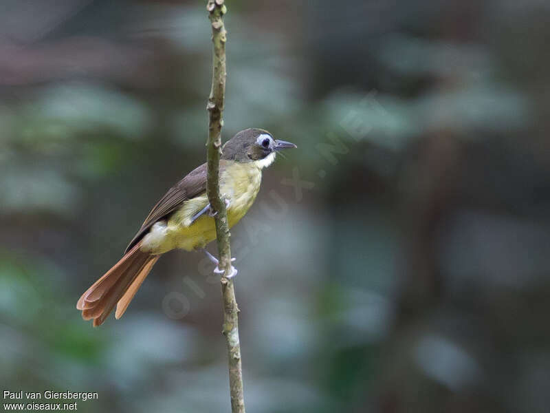 Bulbul moustacadulte, identification