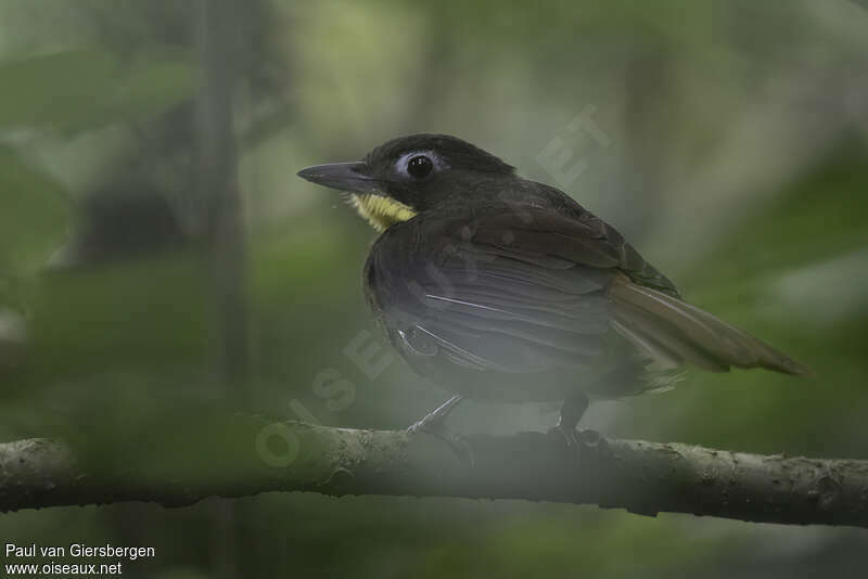 Red-tailed Bristlebilladult, close-up portrait