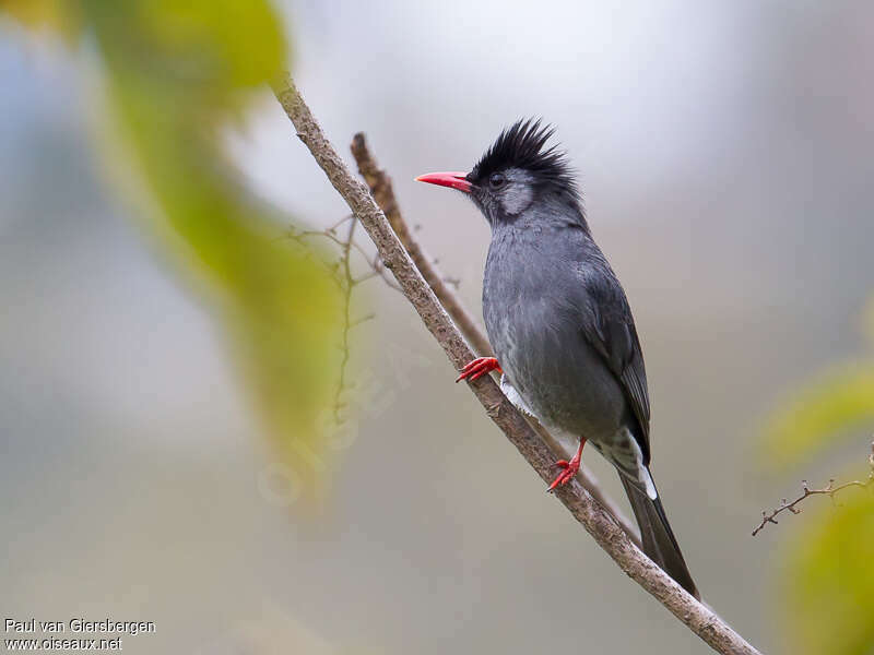 Bulbul noiradulte, identification