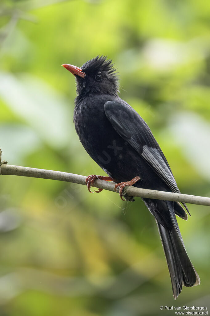 Bulbul noiradulte