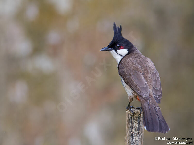 Bulbul orphée