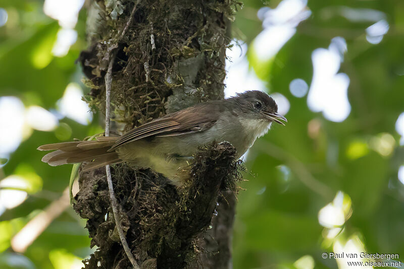 Bulbul placideadulte, identification