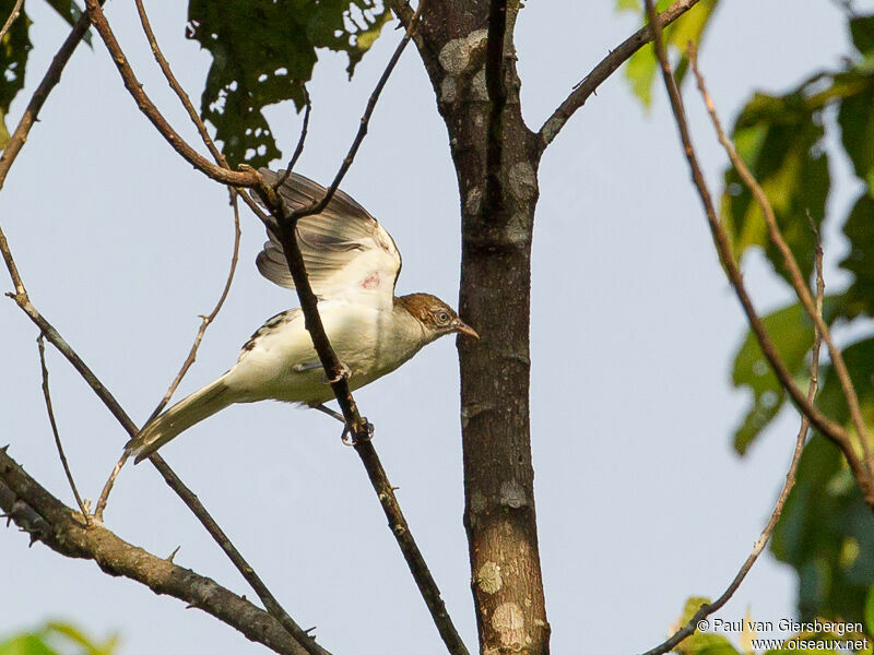 Bulbul tacheté