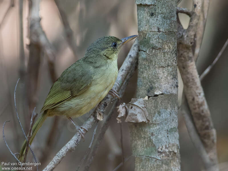 Bulbul tétrakaadulte