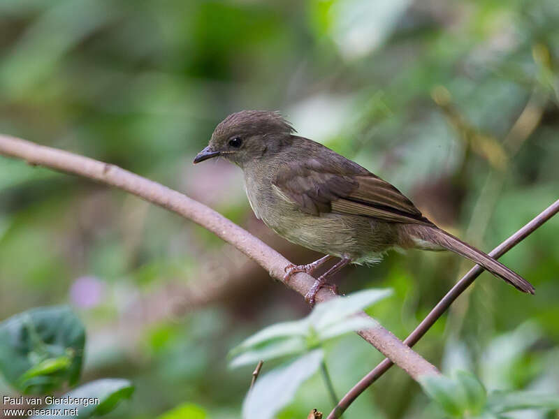 Bulbul verdâtreadulte, identification