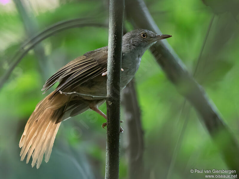 Bulbul vert-olive