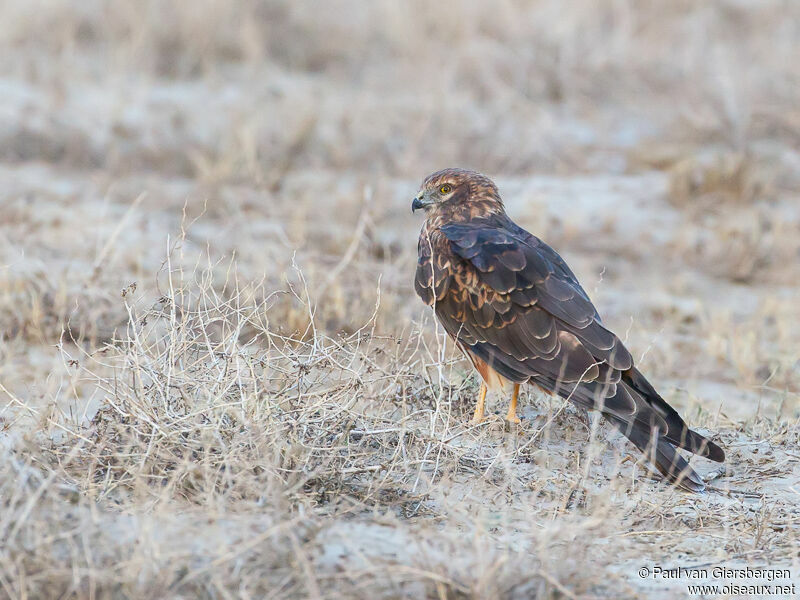 Montagu's Harrier