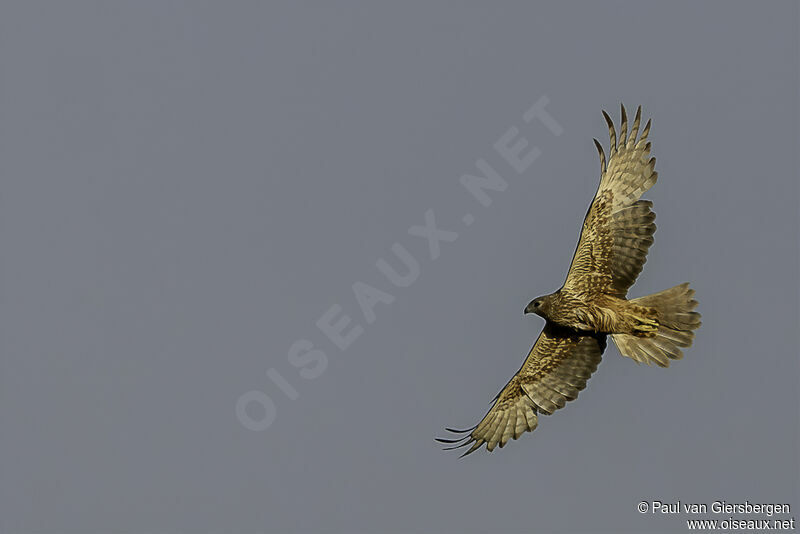 Eastern Marsh Harrier female adult