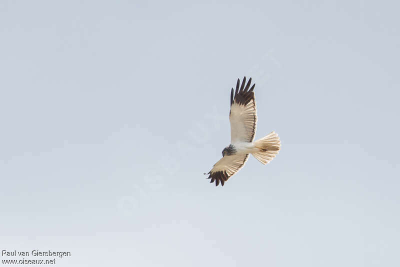 Malagasy Harrier