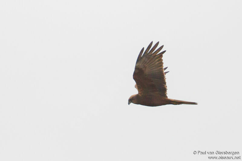 Western Marsh Harrier