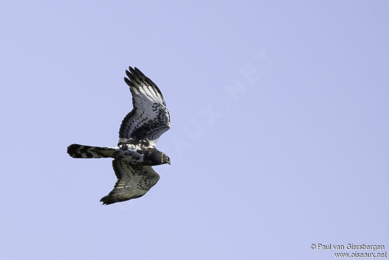 Black Harrieradult