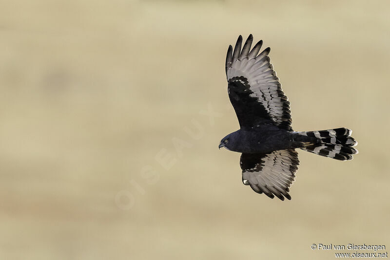 Black Harrieradult